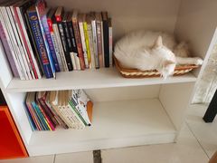 -平行世界·猫咖(首经贸店)