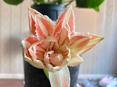 -湯島涮小火锅(余姚五彩城店)