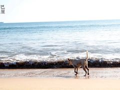 -金巴兰海滩烛光bbq