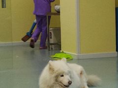 -瑞鹏宠物医院·爱宠堂·骨外专科(西荷分院)