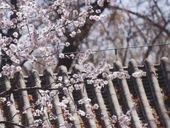 -颐和园