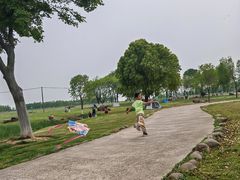 -合肥滨湖国家森林公园