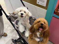 -FAELING PETS美天灵宠物(合生汇店)