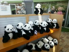 android_upload_pic-济州岛泰迪熊博物馆