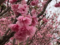 -天适樱花悠乐园