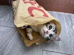 -lincat·猫舍(广州店)