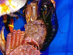 -蟹之国·精品蟹料理(极地店)