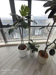 -HEYAN荷妍专业脱毛连锁机构