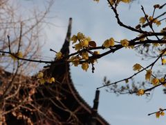 -光裕书厅·评弹茶馆·剧场(观前街店)