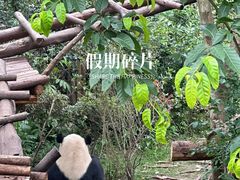 -成都大熊猫繁育研究基地