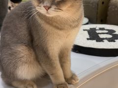 -COLOR PETS 撸猫馆·购猫·猫咖(长风大悦城店)