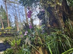 -深圳仙湖植物园