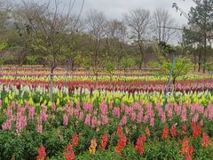 -天适樱花悠乐园
