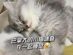 -猫咪派对(江南西店)