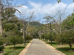 -大屏嶂森林公园