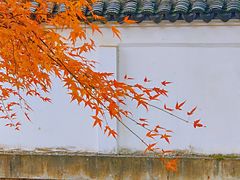 -秋霞圃