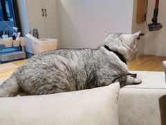 -啵啵喵·猫咖(攀华国际店)