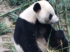 -成都大熊猫繁育研究基地