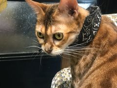 -猫色咖啡·猫咖