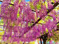 -嘉定紫藤园