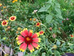 iphone_upload_pic-草根堂农场