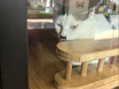 -御宝贝·A梦猫科宠物医院(国际猫友好医院)