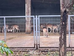 -合肥野生动物园
