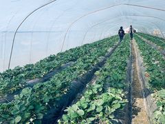-小鱼草莓采摘园农家乐·小鱼餐厅