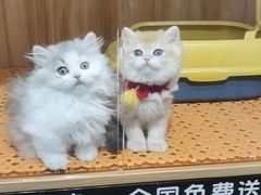 -欣宠猫屋·矮脚拿破仑·蓝金金渐层