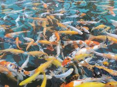 -西双版纳原始森林公园