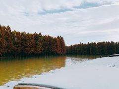 -上海海湾国家森林公园