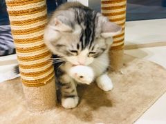 -飞行喵MR PILOT|猫舍·猫咖(静安大融城店)