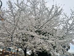 -川沙古镇-停车场