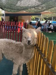 -萌宠亲子动物乐园(槐房万达店)