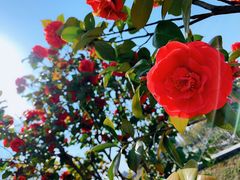 -白塘生态植物园