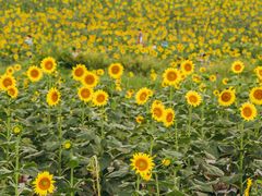 -光明小镇欢乐田园