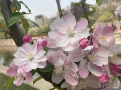 -海棠花溪(元大都城垣遗址公园)