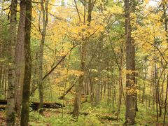 -五营红松林海景区