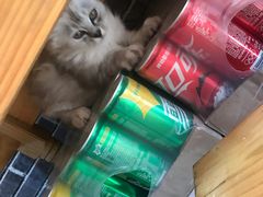 -啊马英豌豆粉