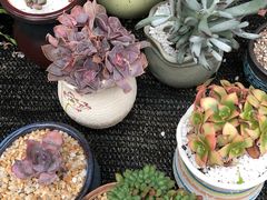-龙大花卉苗木市场