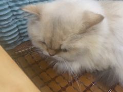 -佳雯宠物医院·皮肤科·内外科(春晓路分院)