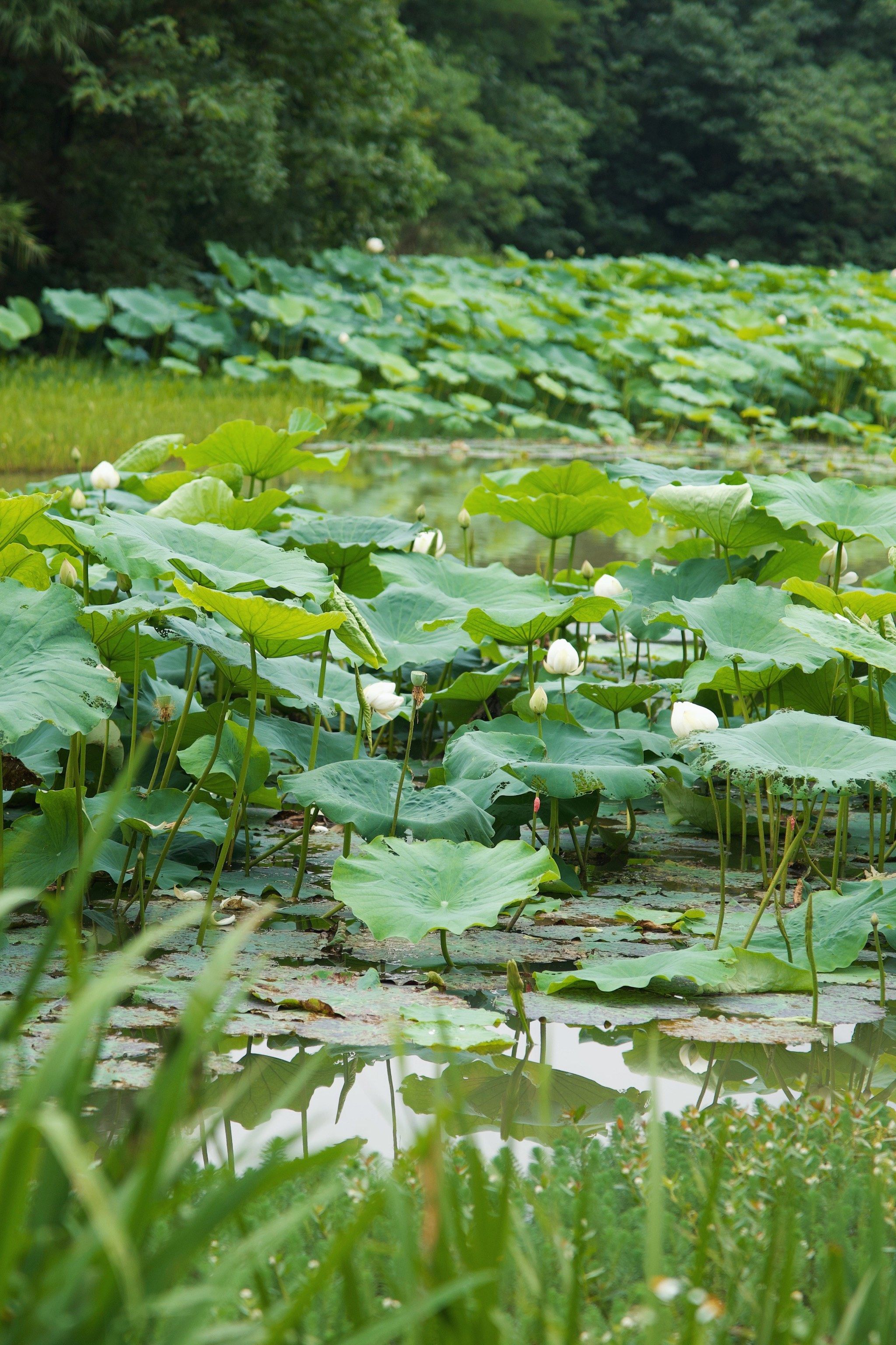 白鹭湾的白荷正当时