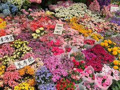 -梅陇花鸟市场-停车场