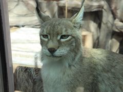 -青藏高原野生动物园