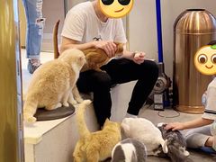 -飞行喵MR PILOT|猫舍·猫咖(静安大融城店)