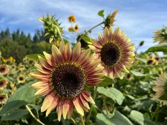 -北京国际鲜花港