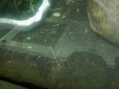 P1040426-上海大自然野生昆虫馆