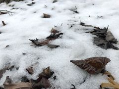 -黑河国家森林公园