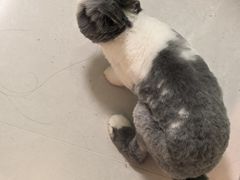 -宠物兔专门店(天丰利市场店)