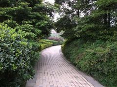 -神仙树公园